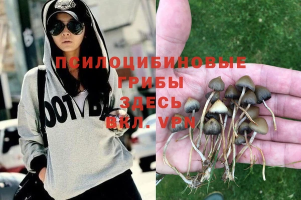 ПСИЛОЦИБИНОВЫЕ ГРИБЫ Новозыбков